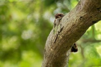 Lelek indomalajsky - Caprimulgus macrurus - Large-tailed Nightjar o0504